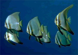 Angel Fish