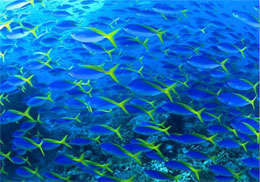 School of Yellow Fins