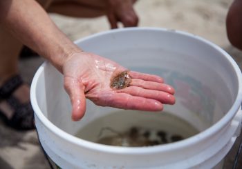 Weekly Summer Events